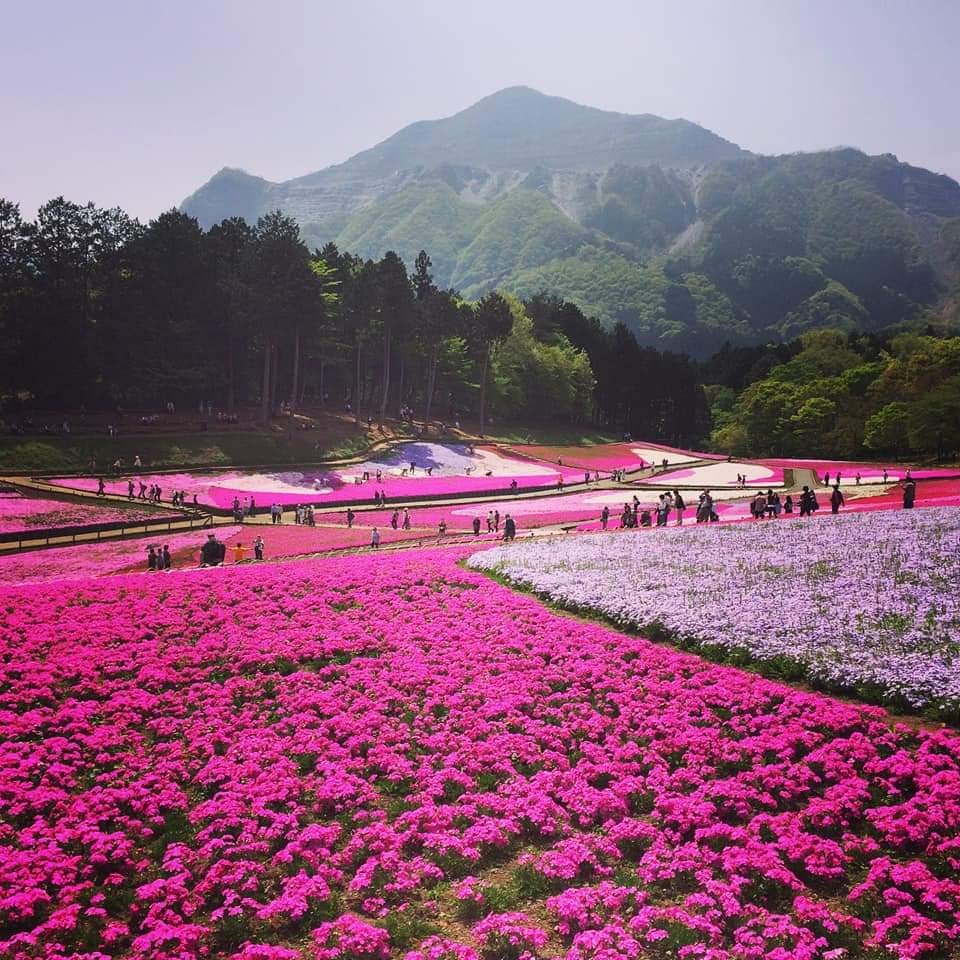 春爛漫♪お花見桜満喫！！