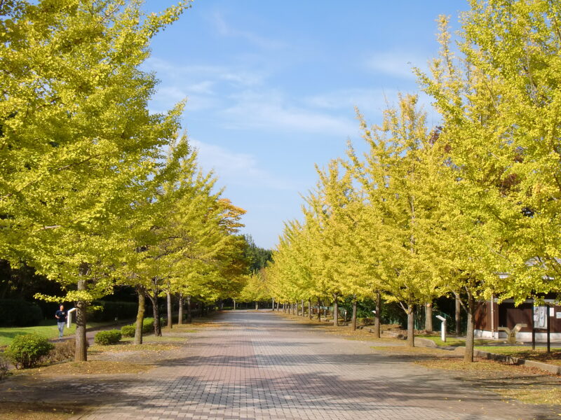 秩父の紅葉スポット